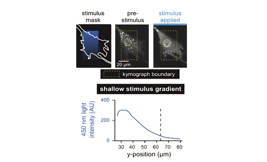 Study of protein phase separation with optogenetic tools  