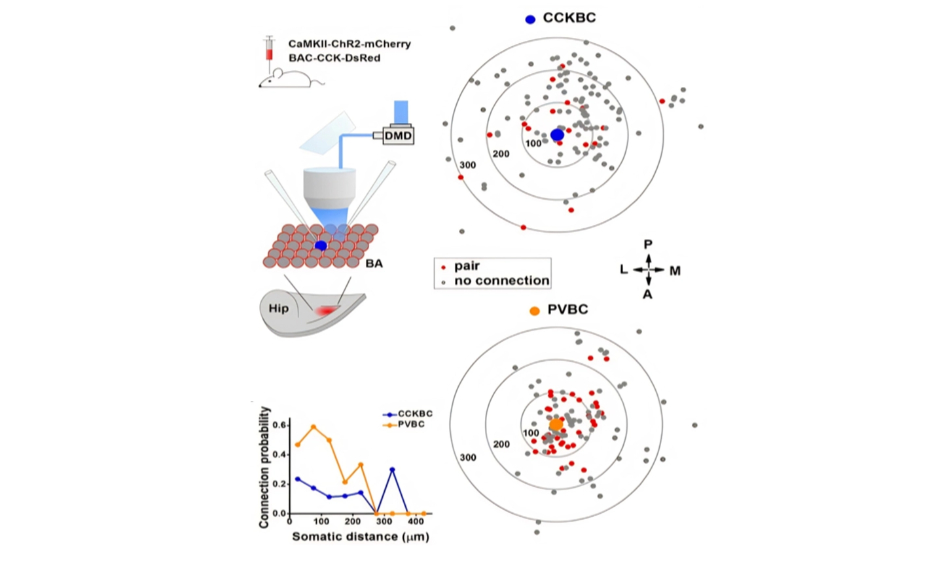 Cellular-resolution circuit mapping using optogenetics