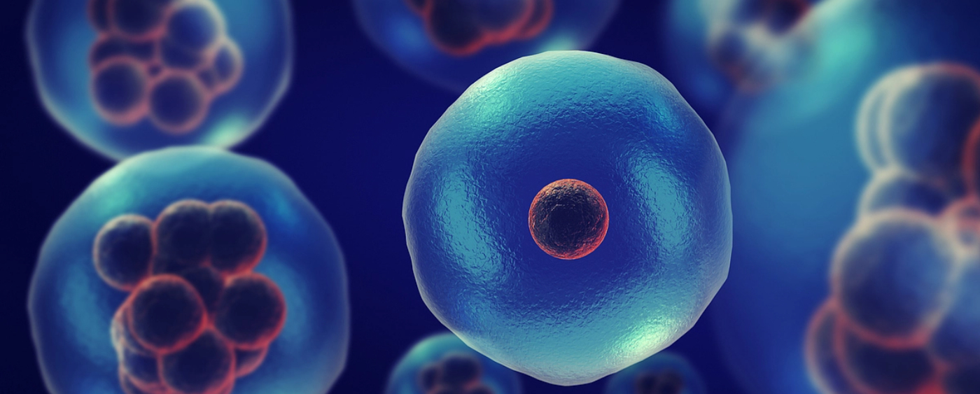 Cell Line Development
