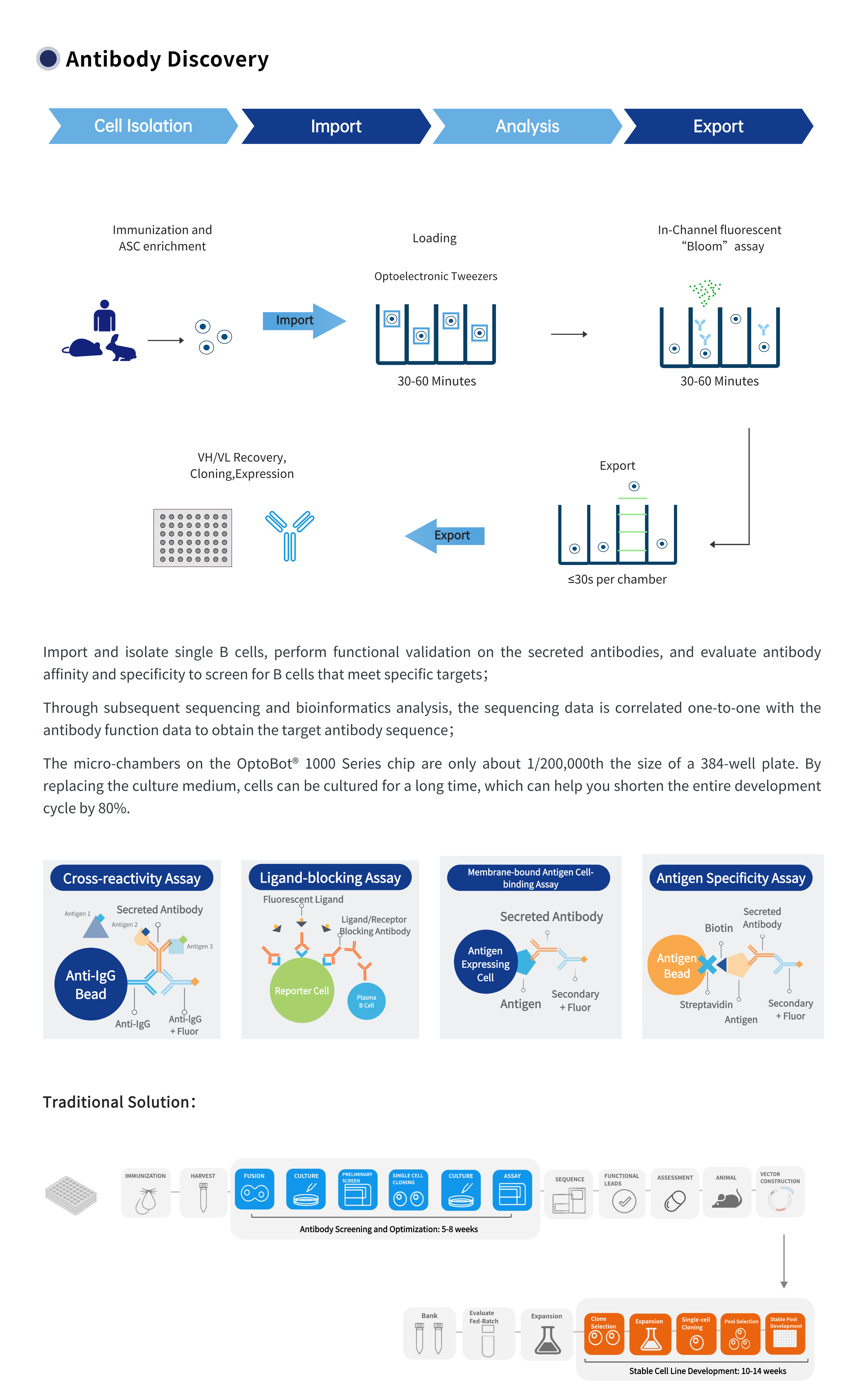 抗体开发1 (1).png