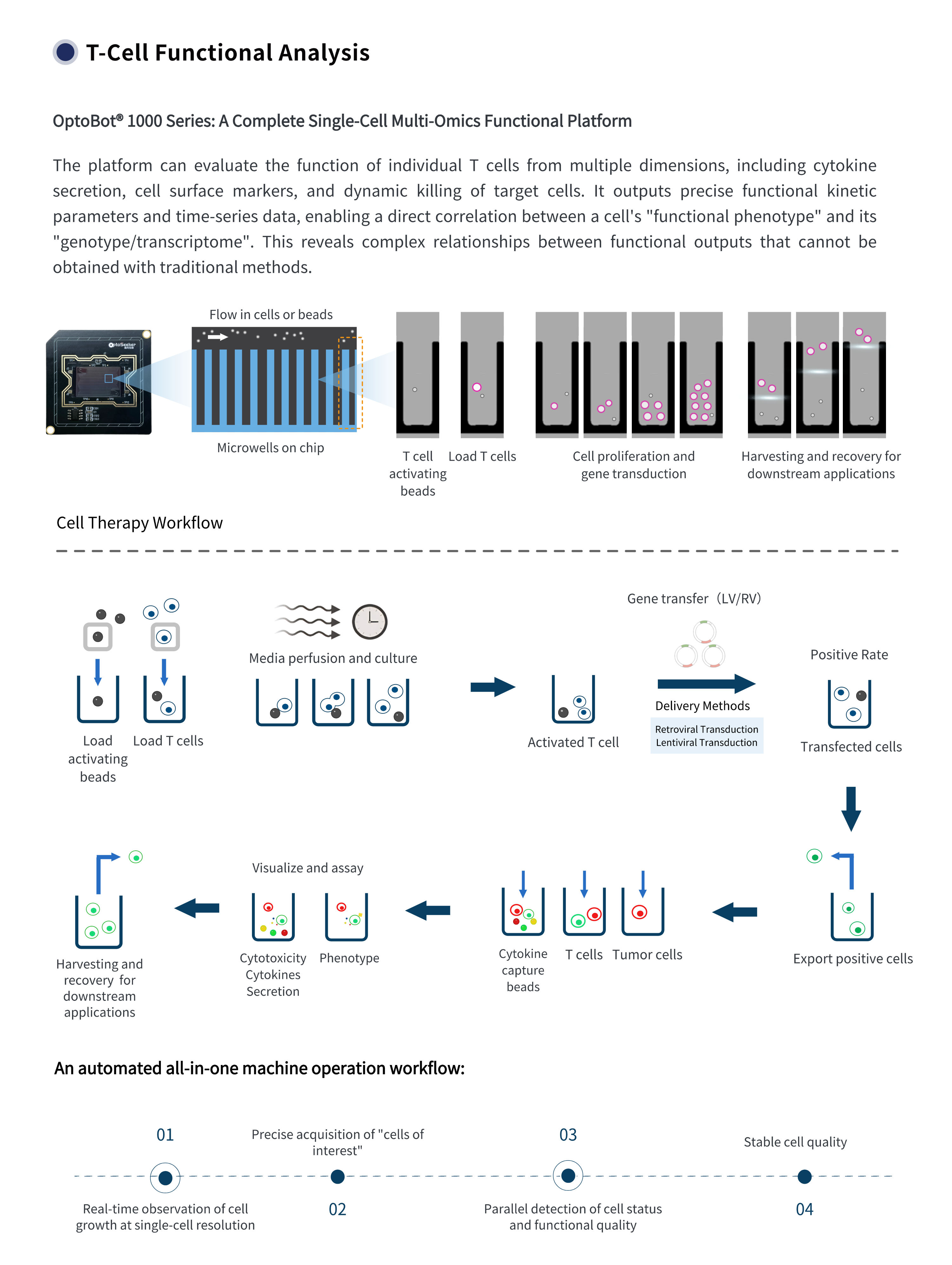 细胞治疗英 (1).png