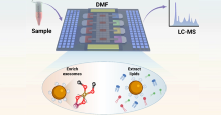  Unboxing the Cellular "Courier": How Digital Microfluidics Accelerates Exosome Lipid Profiling from 2 Hours to 15 Minutes 